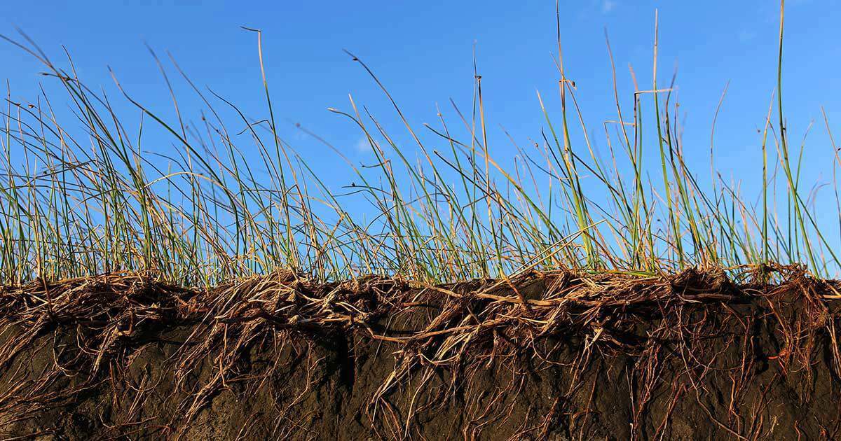 How to Maintain Vegetation for Erosion Control